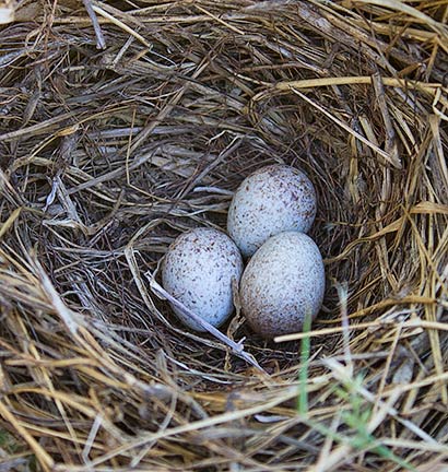 Yellow-throated Longclaw nest